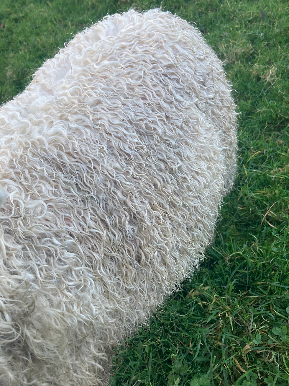 A close up of Acorn's fleece