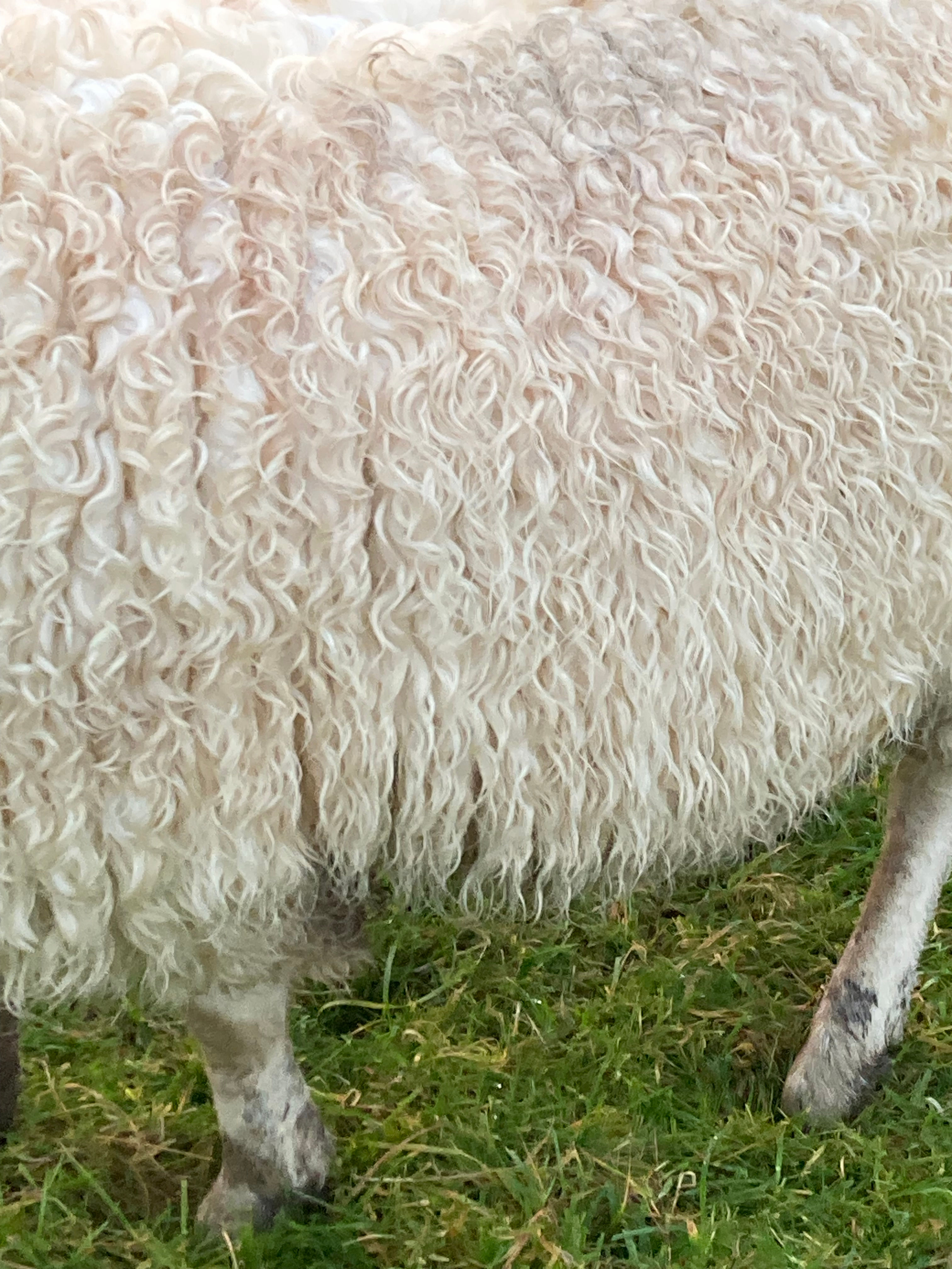 Close up of Scarlet's coat