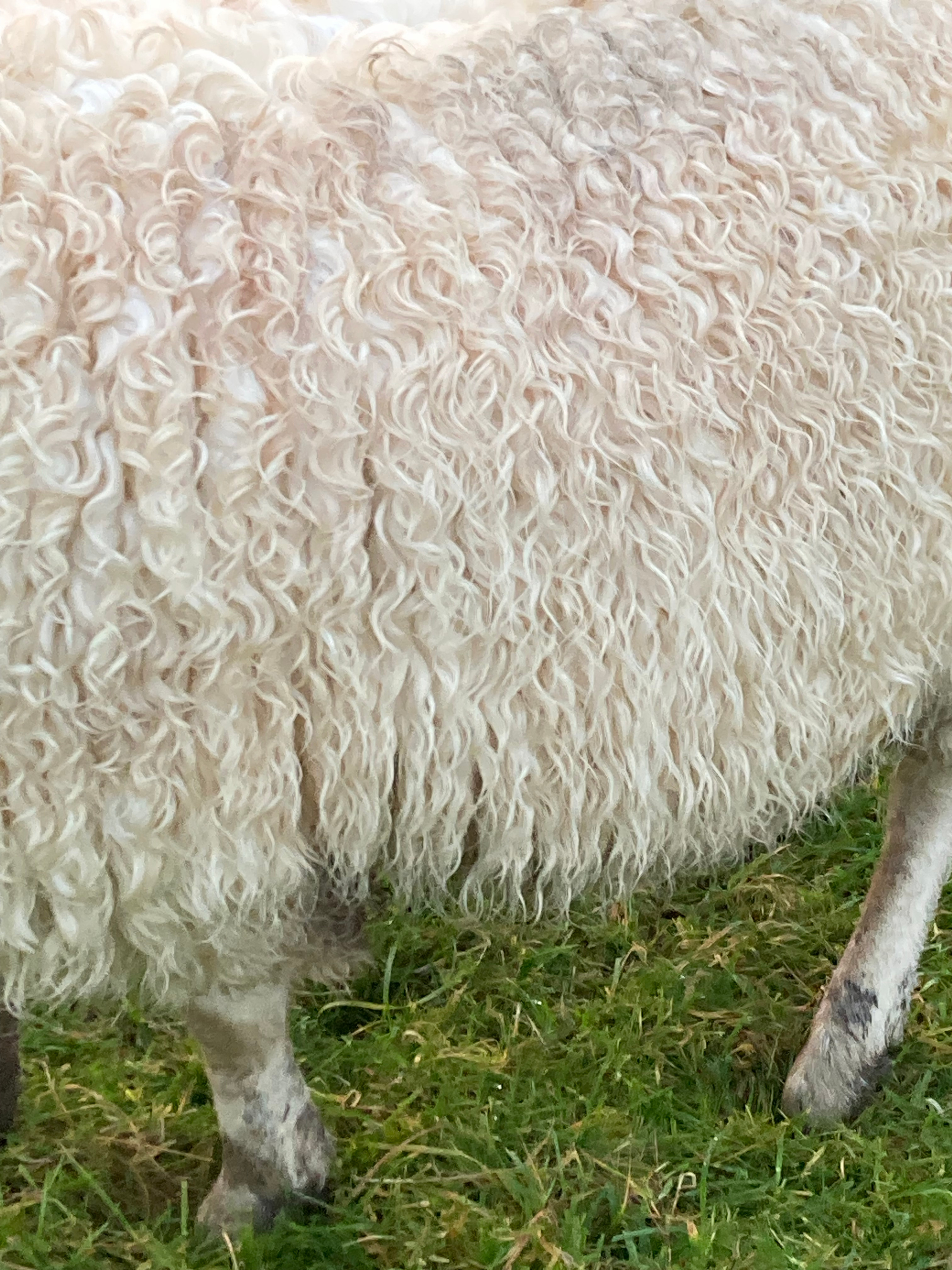 Close up of Scarlet's coat