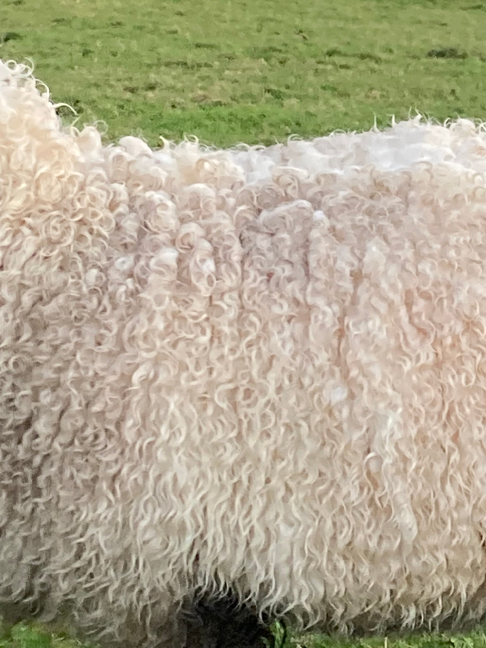 A close up of Daffie's coat