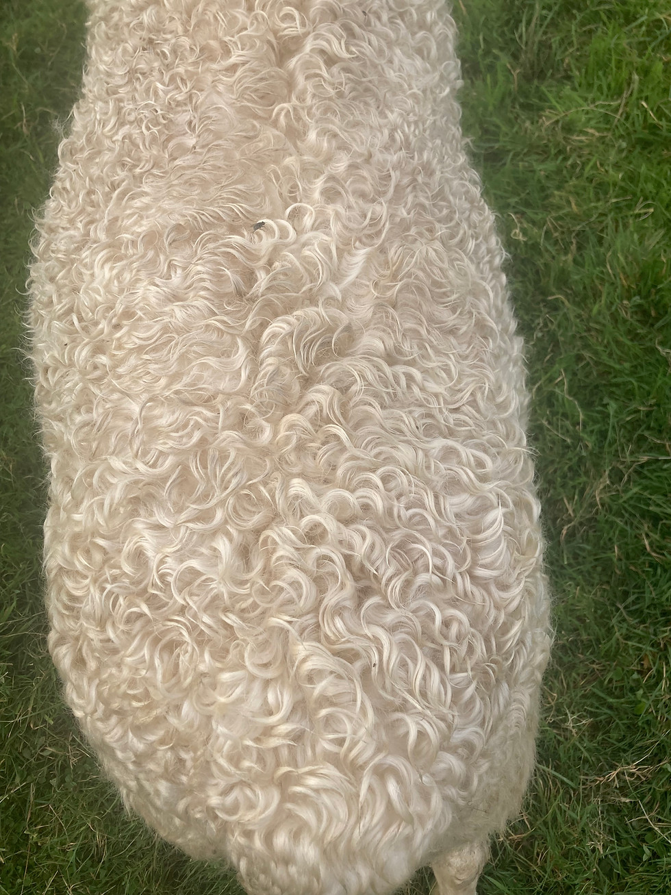 A close up of Thor's coat