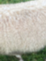 Thumbnail: Close of Lulabell's coat