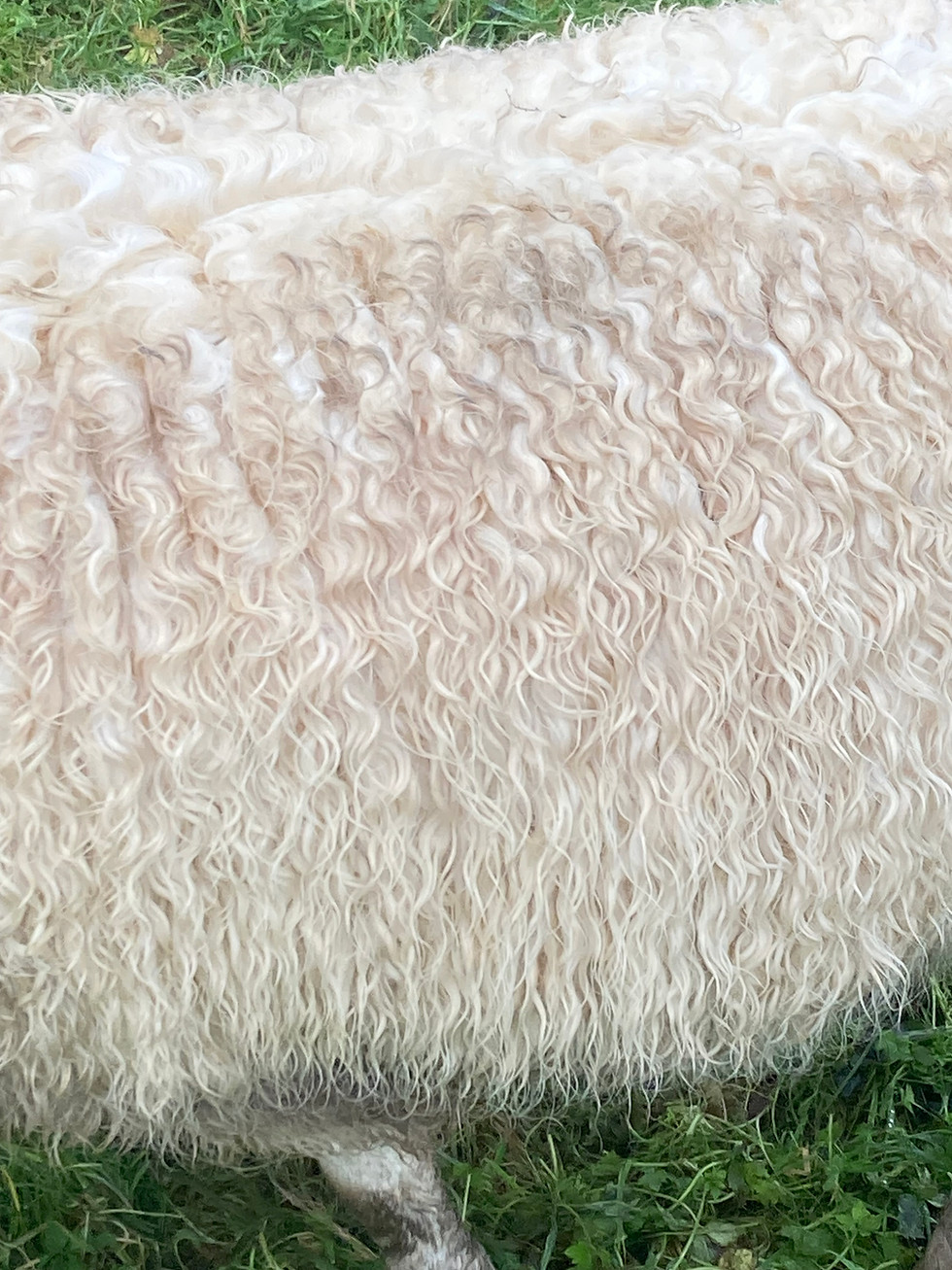 Close of Lulabell's coat