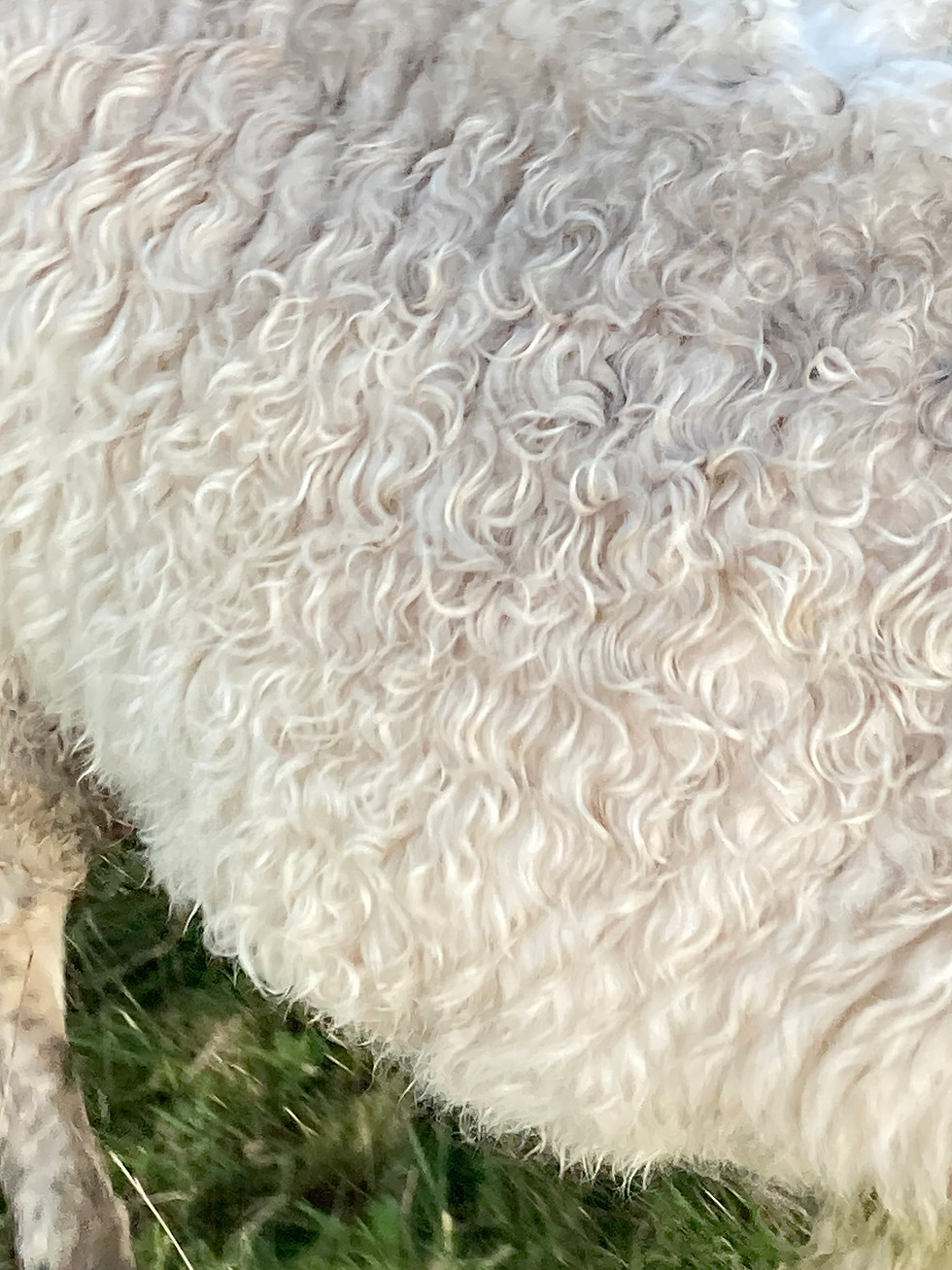 A close up of Joy's coat