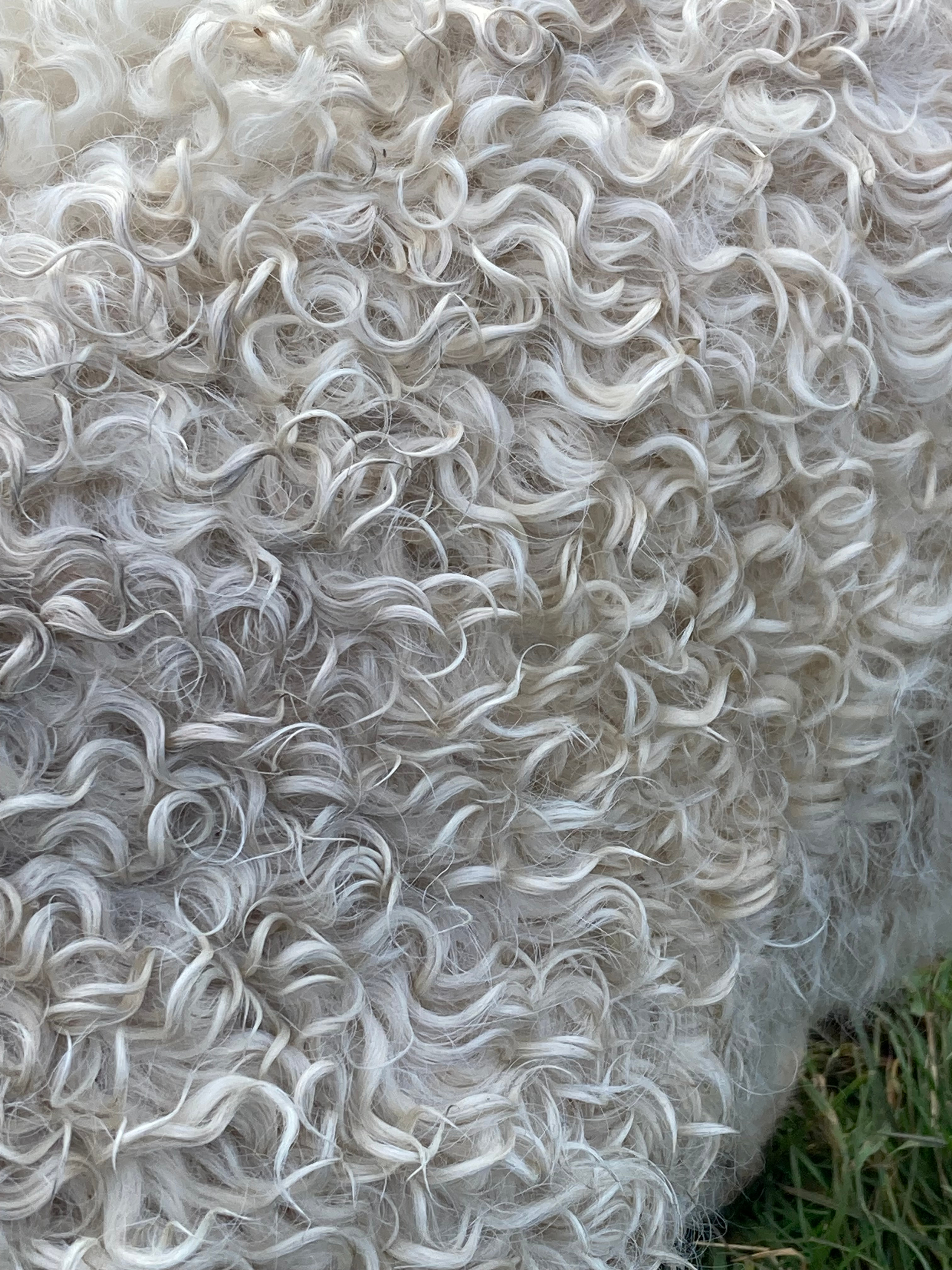 A close up of Finbarr's coat