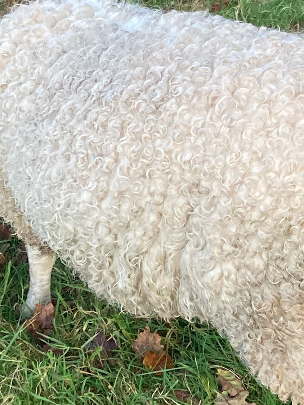 A close up of Patience's coat