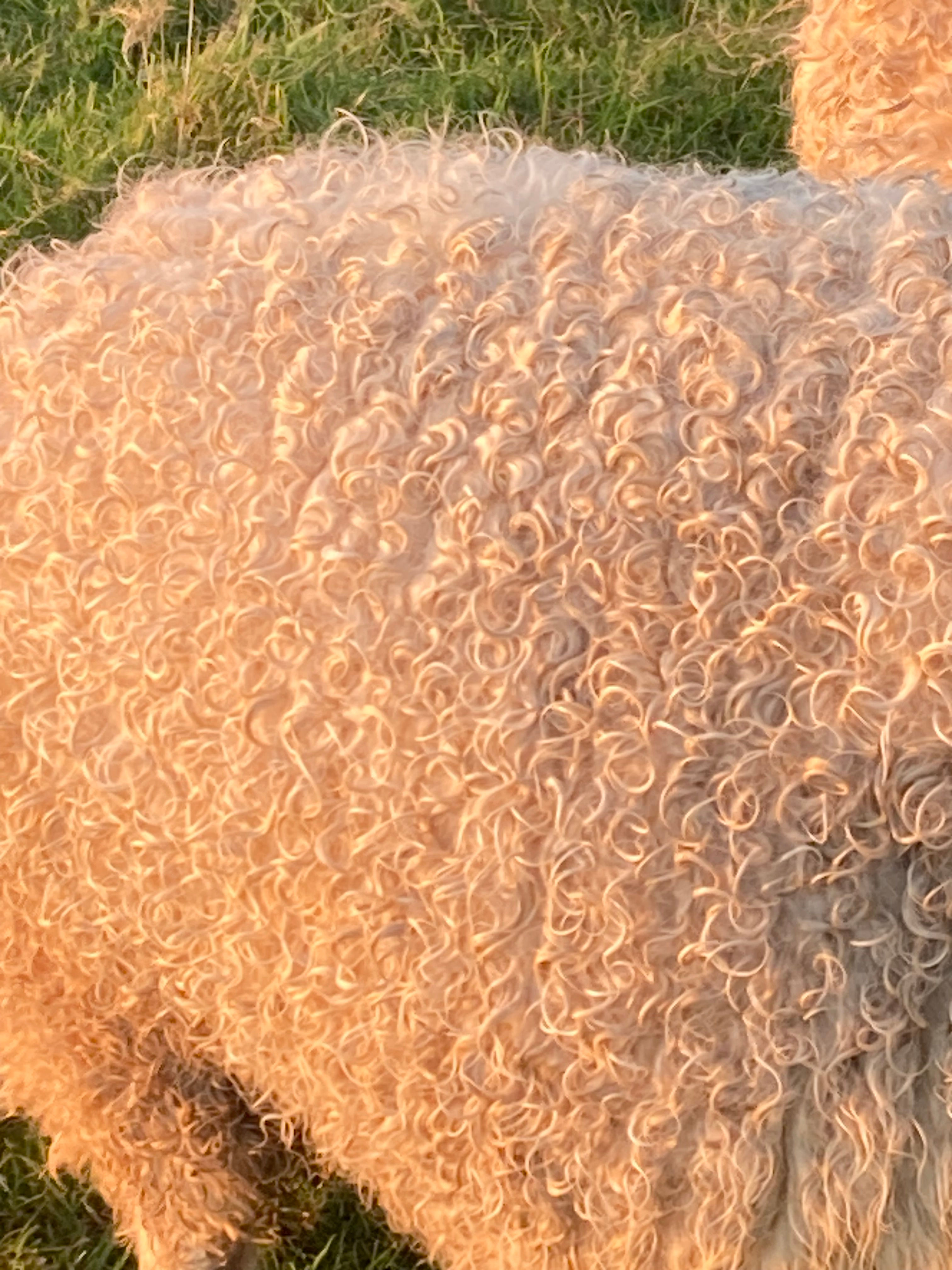 A close up of Ivy's coat