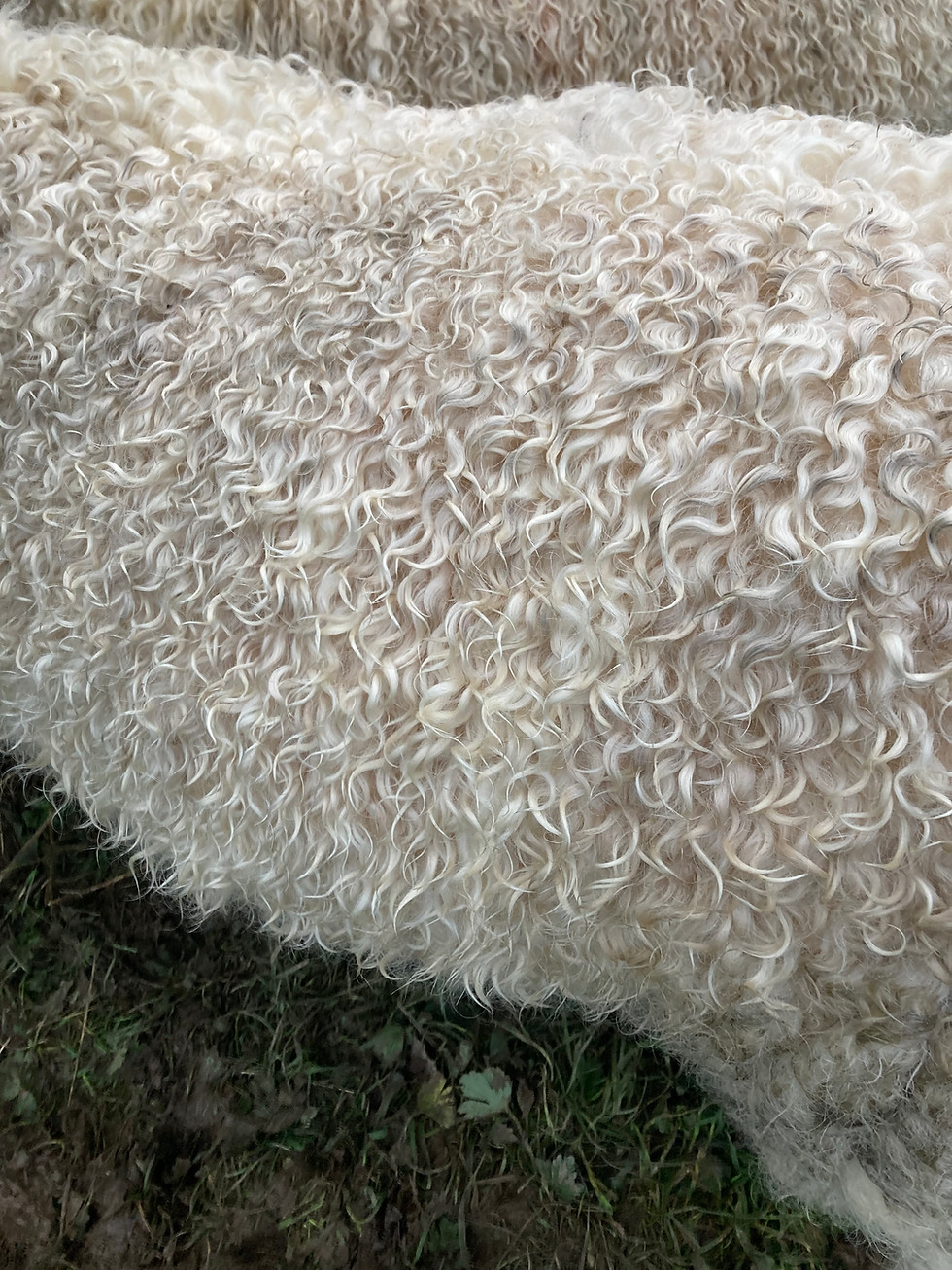 Close up of Bracken's coat