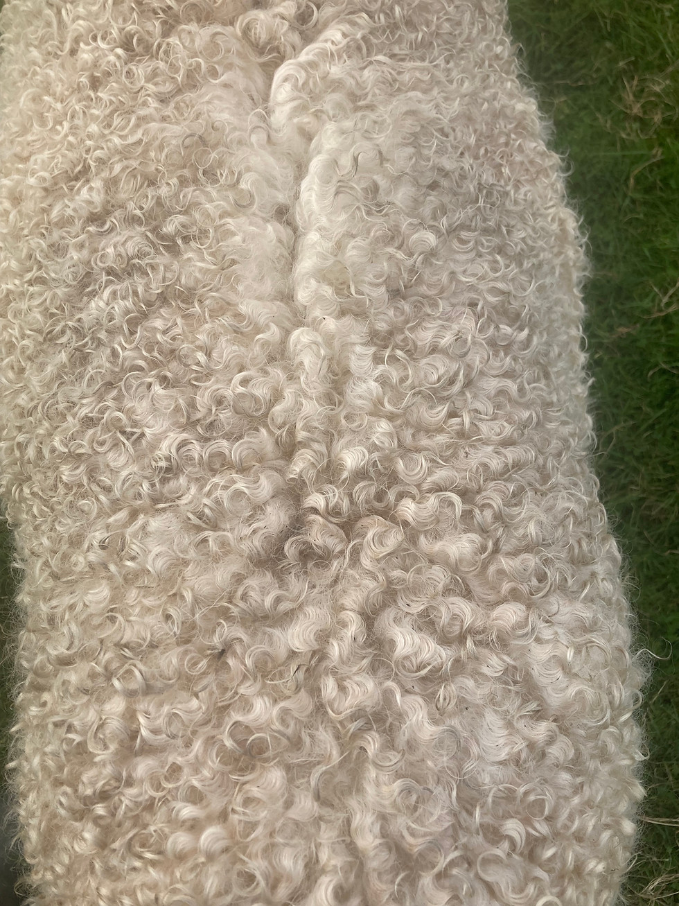 A close up of Red's coat