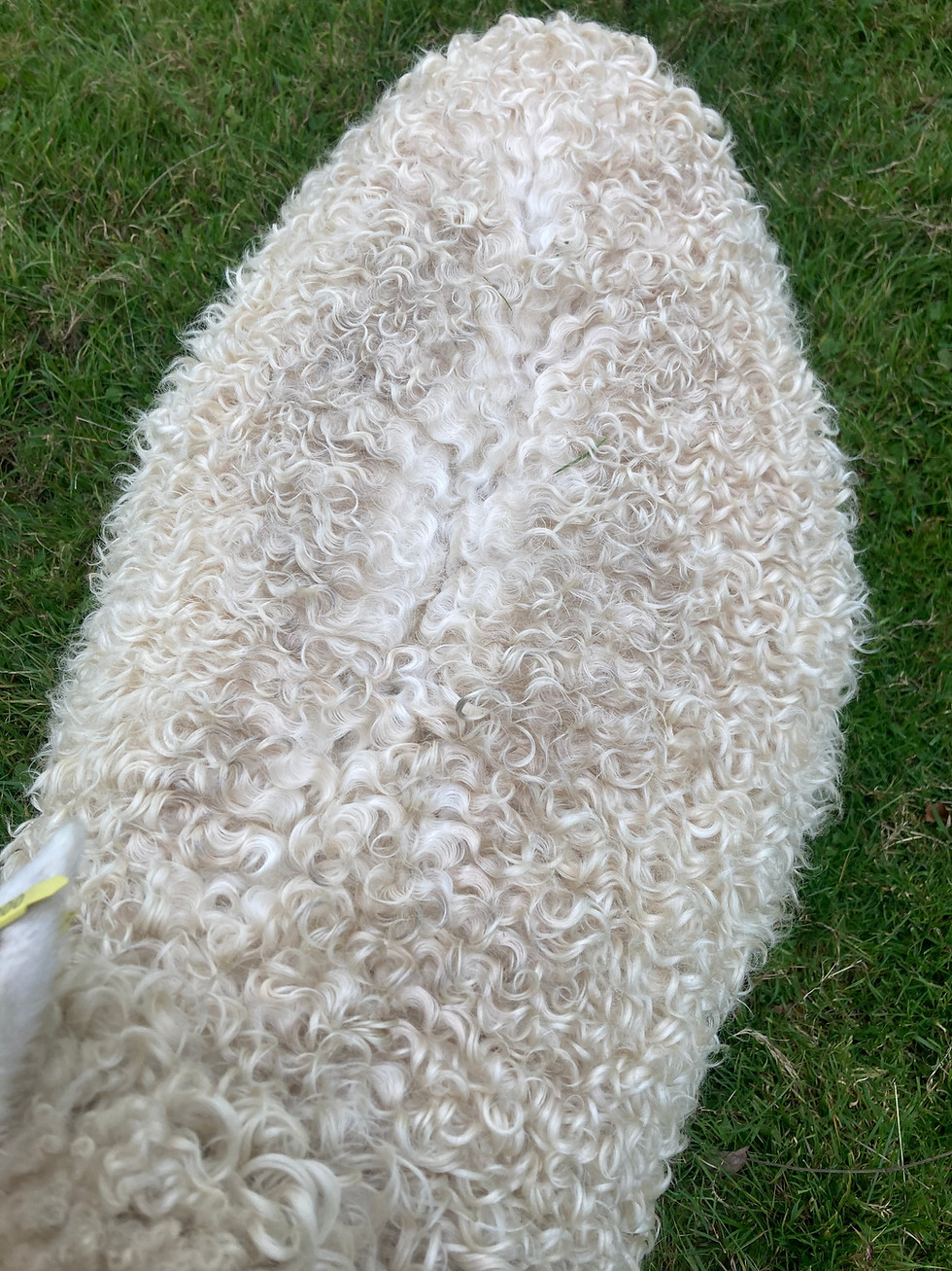 A close up of Bella's coat