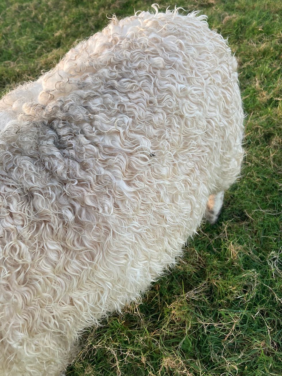 A close up of Siskin's coat