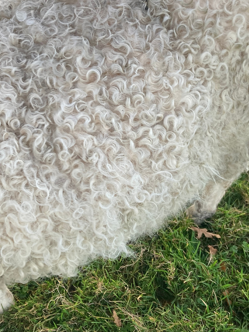 Close up of Holly's coat