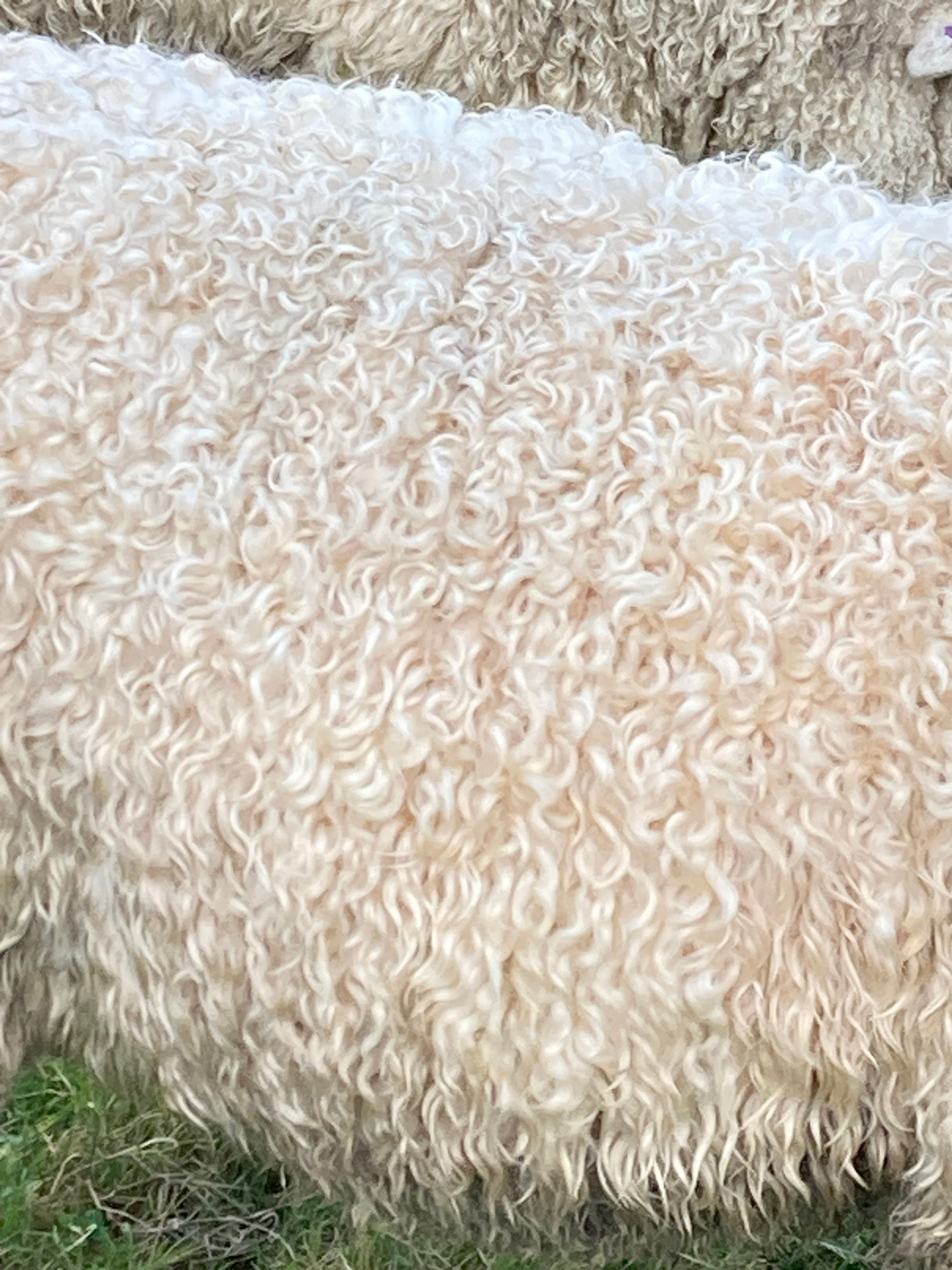 A close up of Lollie's coat