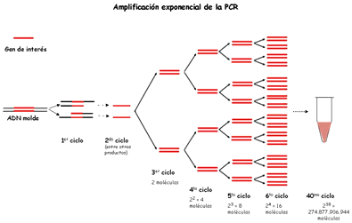 pcr.gif