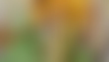 Art abstrait : quand la couleur parle au vivant