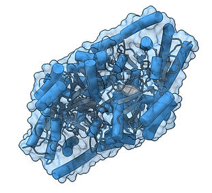 Transaminase_4ao9_edited_edited_edited_e