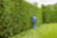Man is cutting trees in the park. Profes