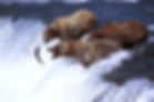 grizzly-bears-catch-salmon-while-standing-on-top-of-the-waterfall_edited.jpg