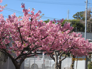 IMG_5263.JPG
