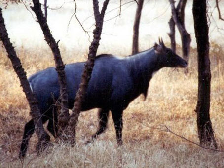 Stop it!! Stop killing them!!