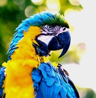 Why are Animals important?