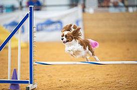 cider agility 3.jpg