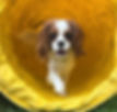 cooper2_edited.jpg