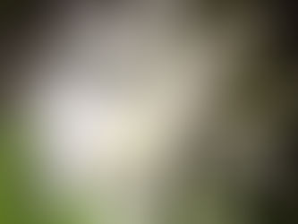 Colaboradores da Paz-coa: collaborators of Peace!