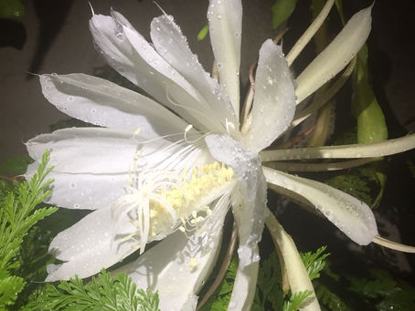 Colaboradores da Paz-coa: collaborators of Peace!