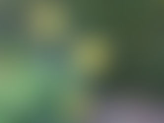 Daffodils e a passagem do tempo