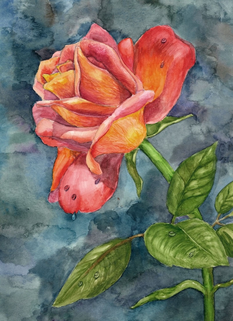 Rose in Bloom - Larger Prints