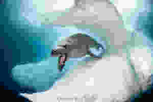 Foca da Antártica