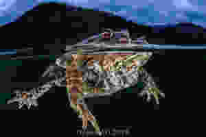 Sapo na Itália