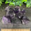 Thumbnail: Amethyst Crystal Small Natural