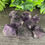 Thumbnail: Amethyst Crystal Small Natural
