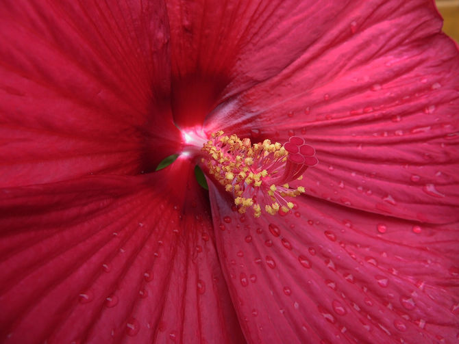 Flower Essences