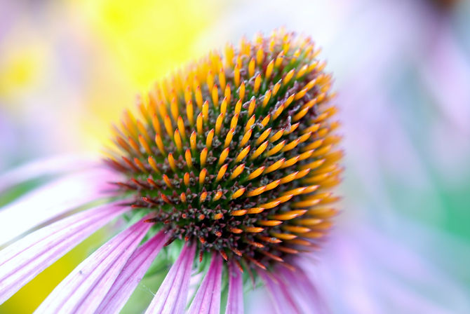 What is Naturopathy