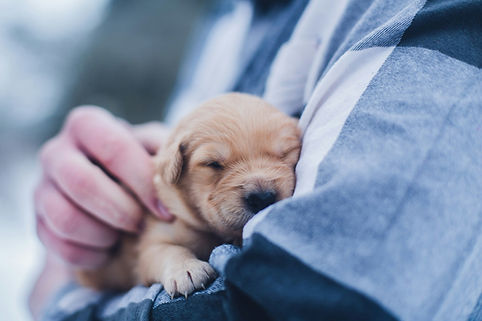 is dog day care good for puppies