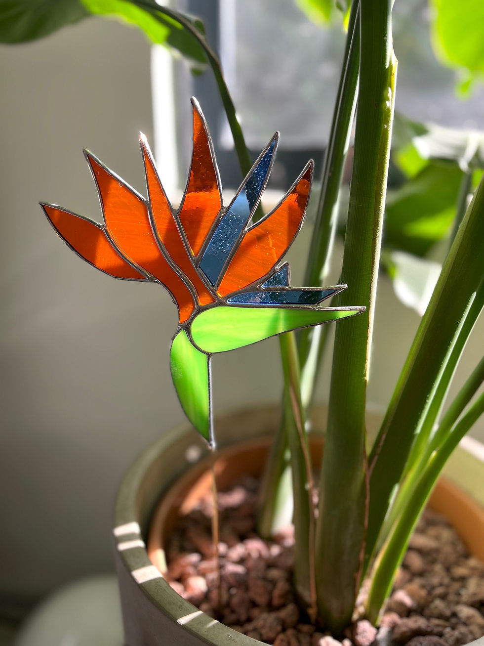 Cennetkuşu çiçeği Saksı dekoru