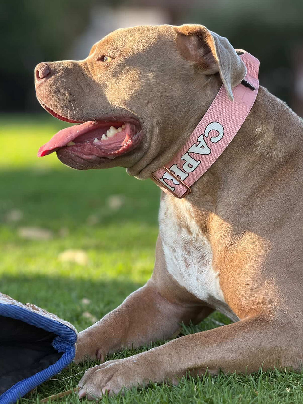 Thumbnail: Alpha Line Collar ~ Dusty Rosé Luxe Edition