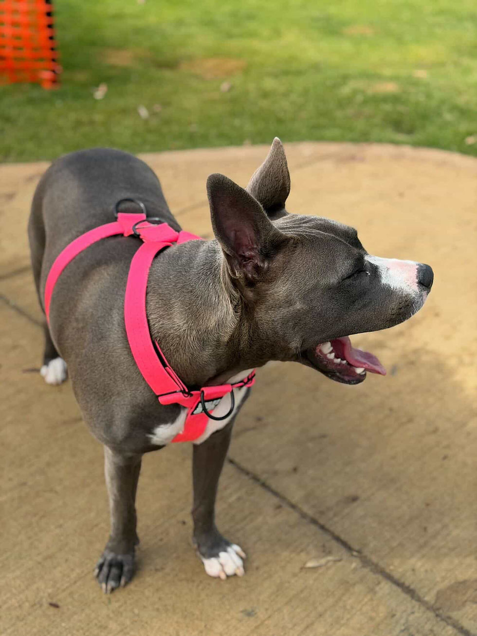 Thumbnail: Alpha Line Harness - Magenta Pink