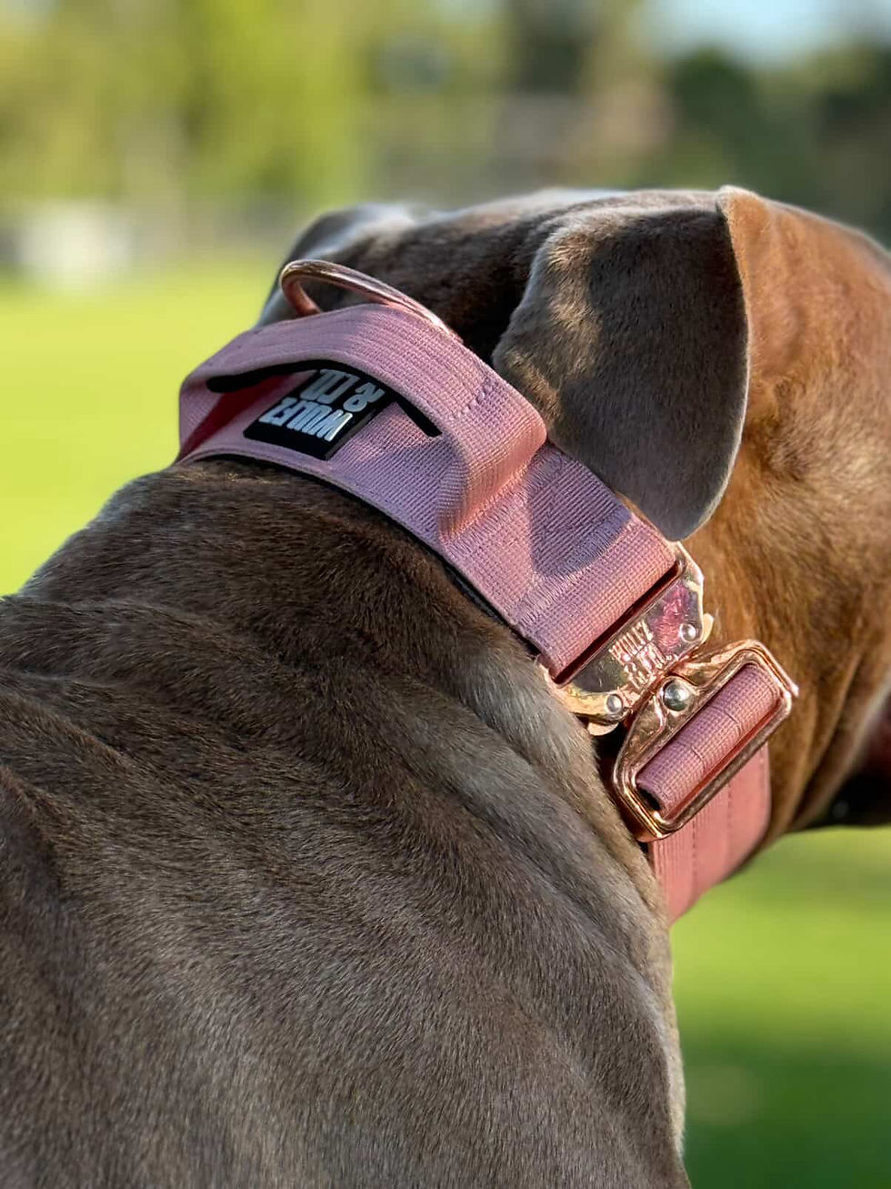 Thumbnail: Alpha Line Collar ~ Dusty Rosé Luxe Edition