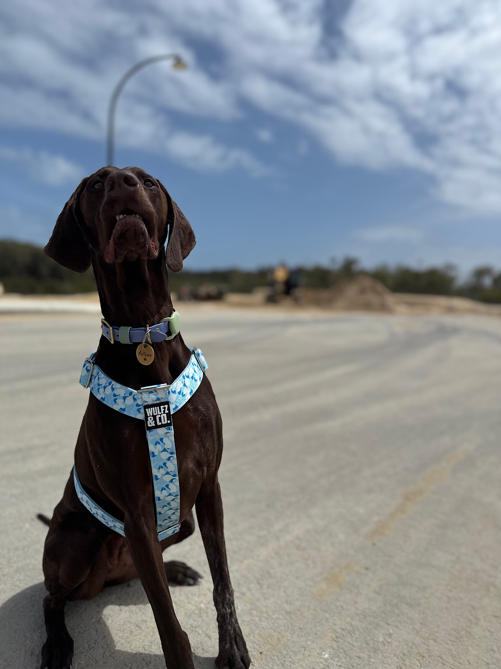 Thumbnail: Alpha Line Harness - Baby Blue Camo Luxe Edition