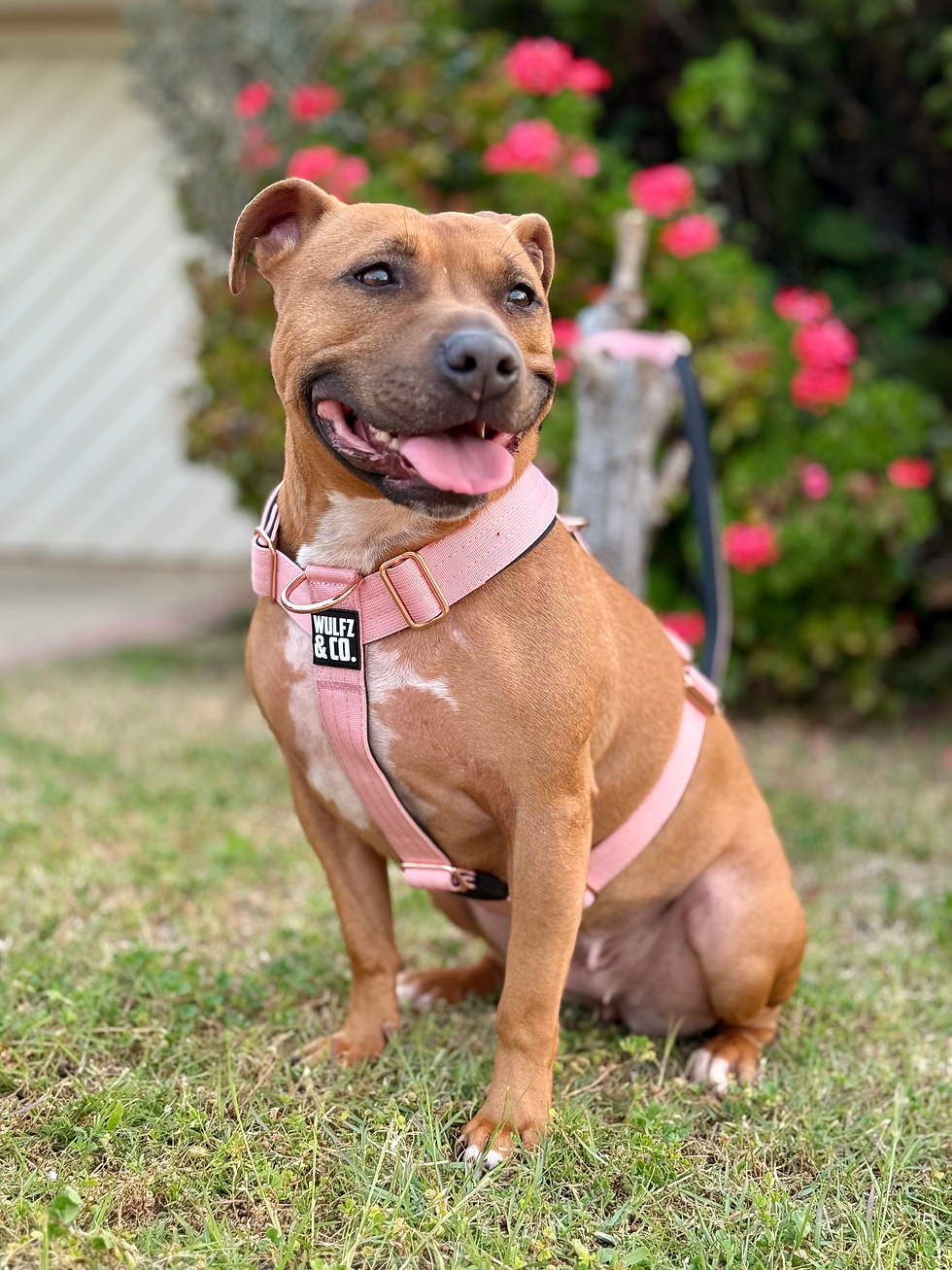 Thumbnail: Alpha Line Harness- Dusty Rosè Luxe Edition