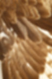 Feather Background 2a.jpg