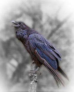 2026_7 - Raven