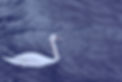 Swan_edited.jpg