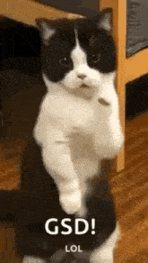 cat-dance-dancing-cat.gif