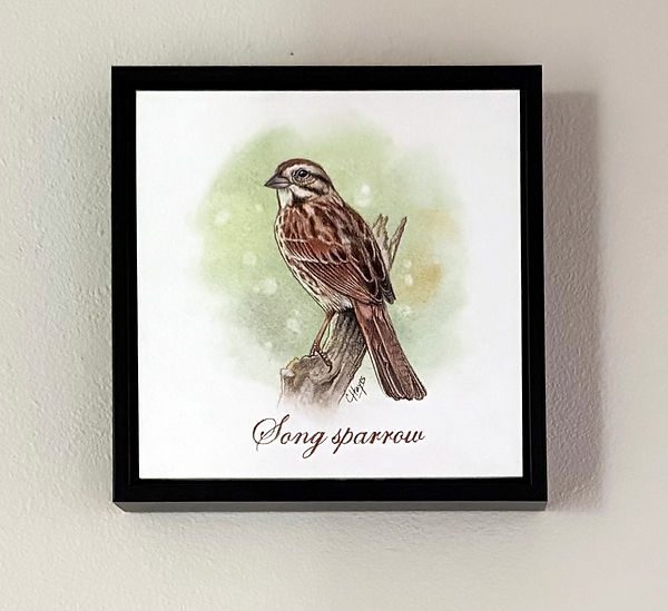 Song sparrow_framed