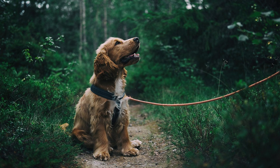 cropped-pexels-photo-1254140-3.jpeg
